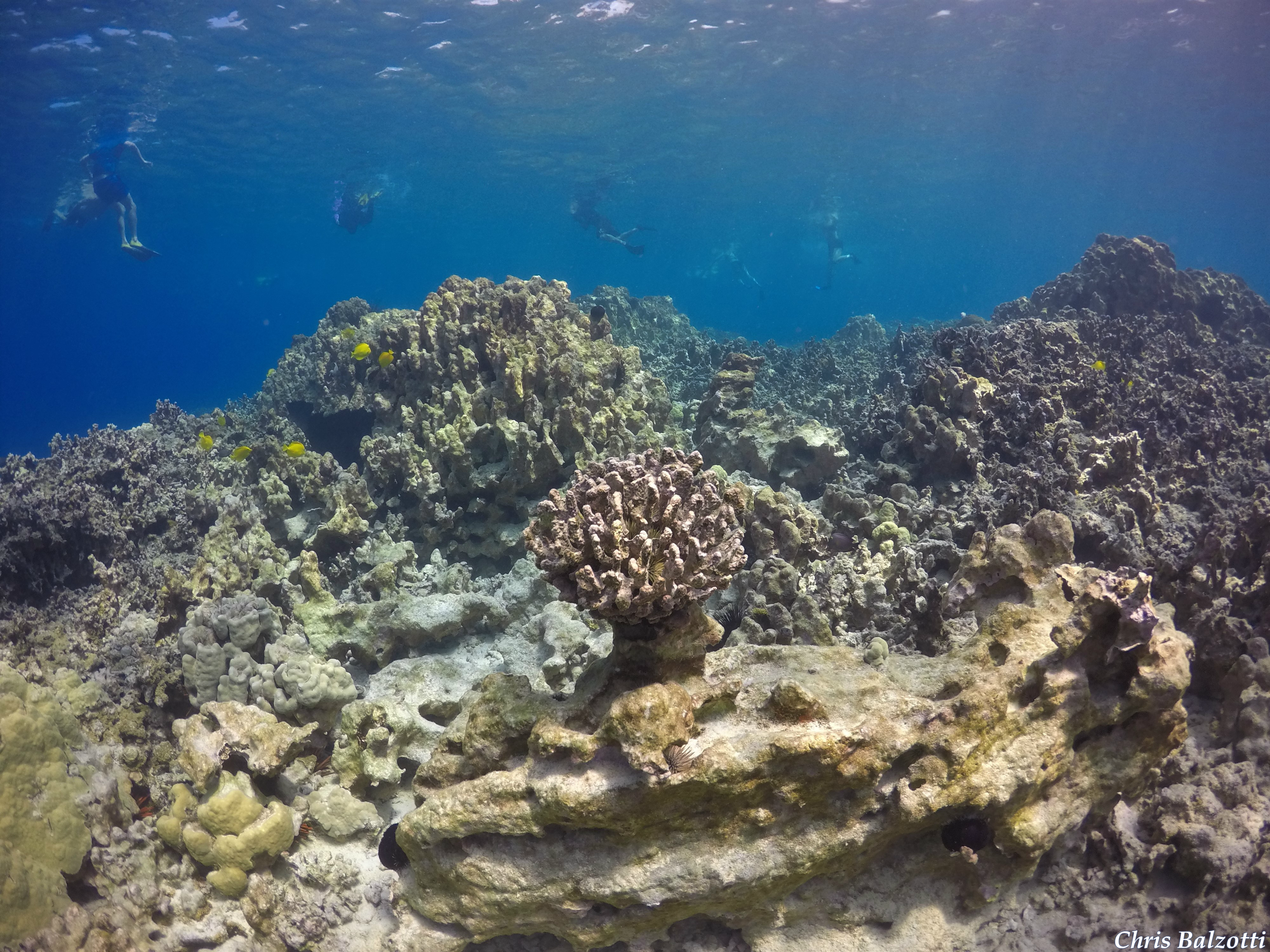 ASU center announces Hawaii coral reef conservation program in partnership with Lenfest Ocean Program
