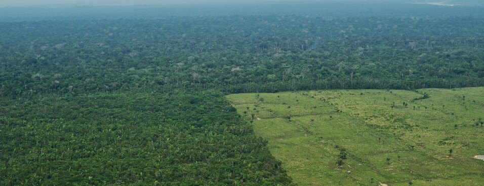 Forests are more sensitive than scientists previously realized