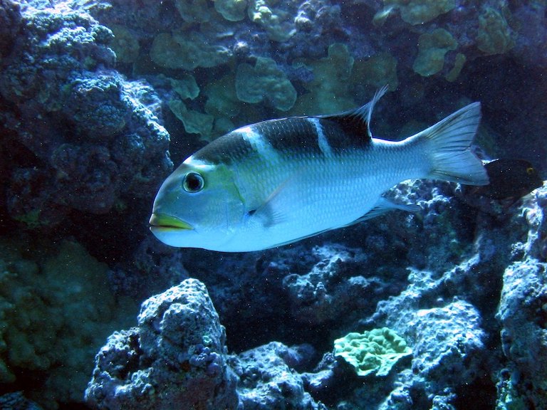 Hawai‘ian reefs lost almost half their fish to pollution and fishing