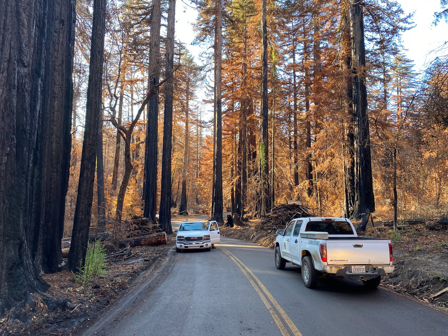 California’s ancient redwoods face new challenge from wildfires and warming climate