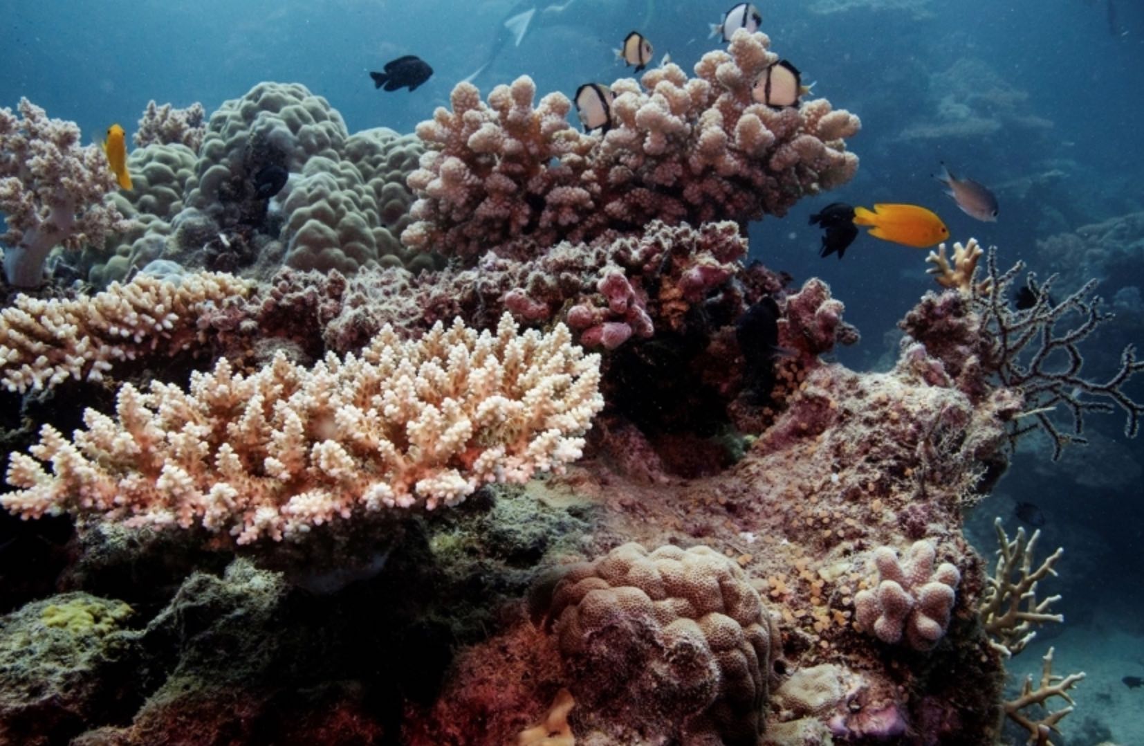 The plan to map every coral reef on Earth – from space