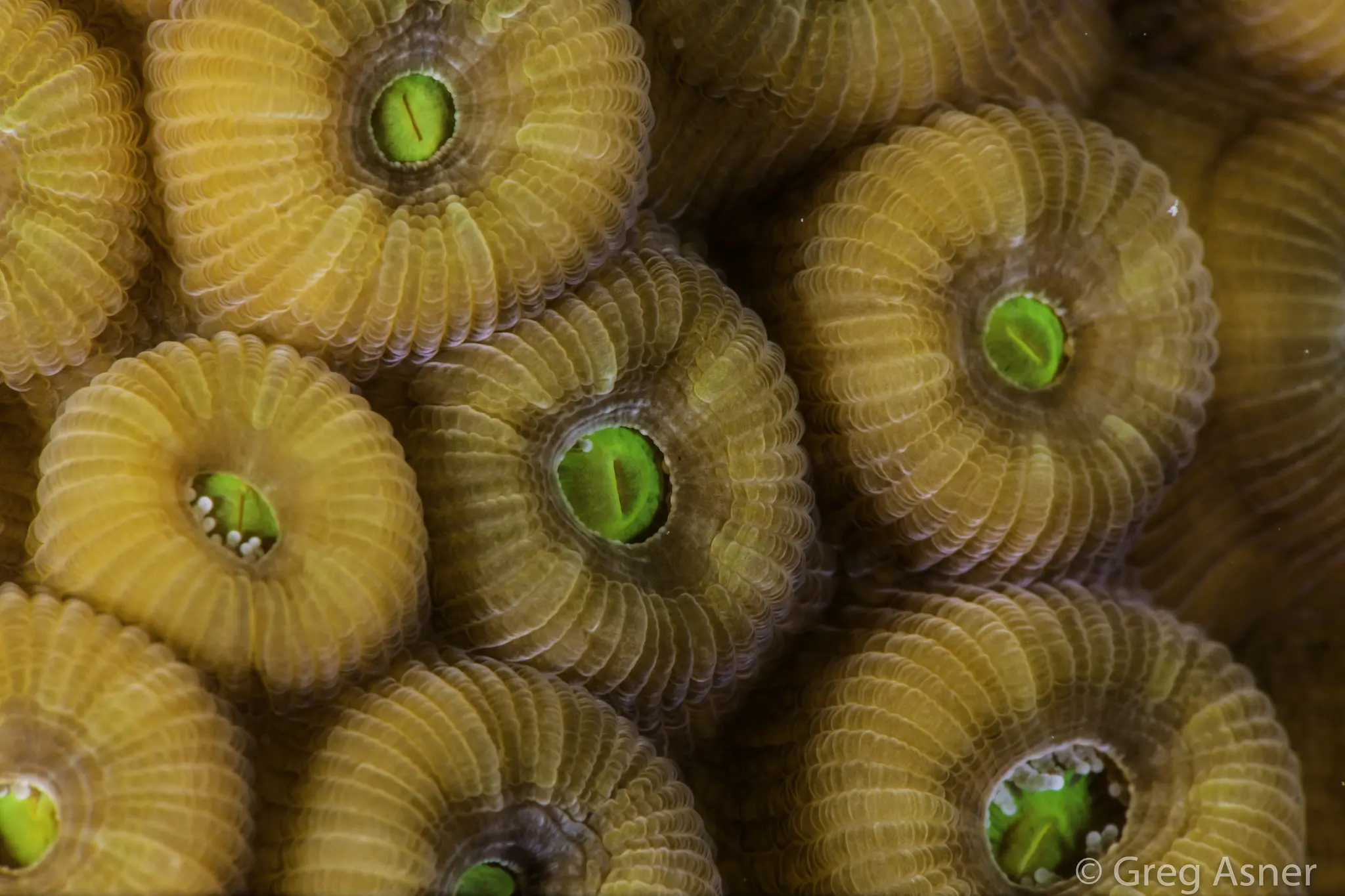 ʻĀkoʻakoʻa Reef Restoration Program