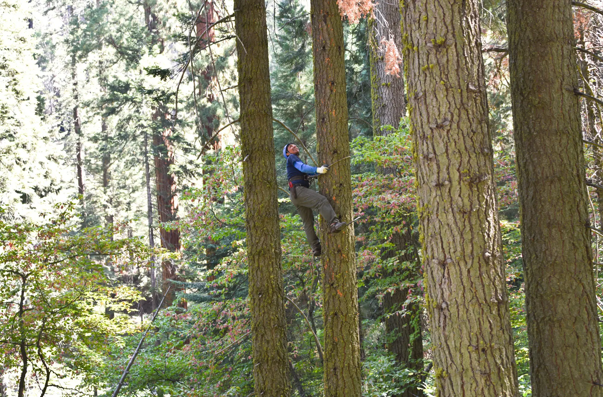 Biodiversity and Carbon Storage in California