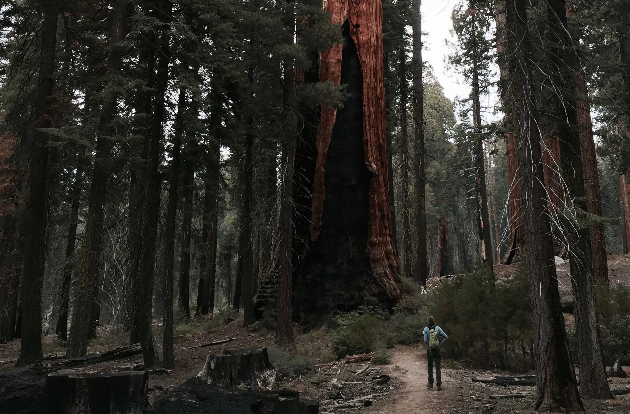 Biodiversity and Carbon Storage in California