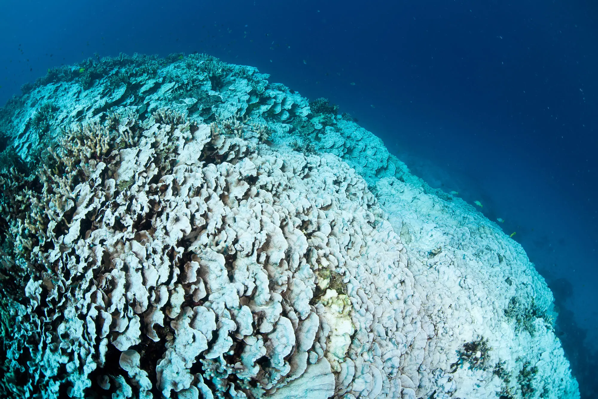 Allen Coral Atlas