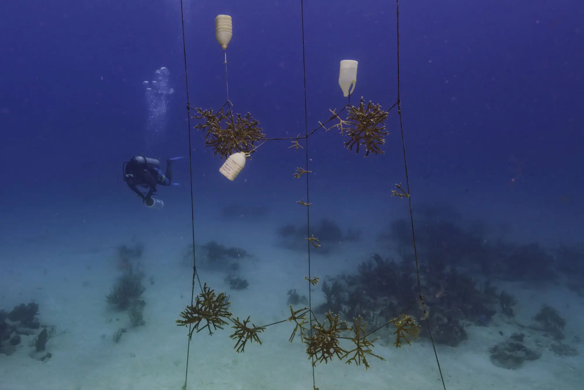 Caribbean Reef Conservation