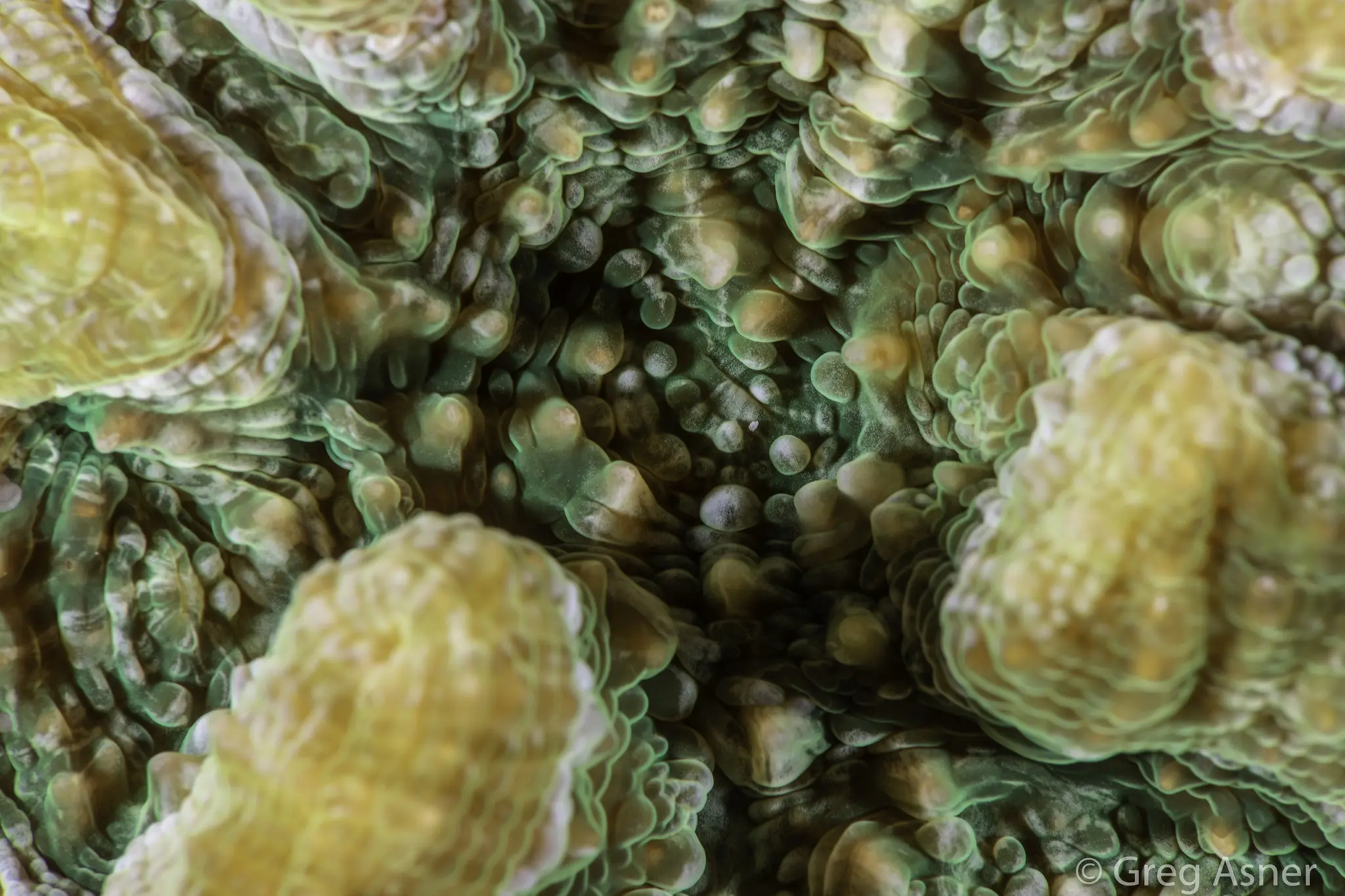 CoralSpec Program