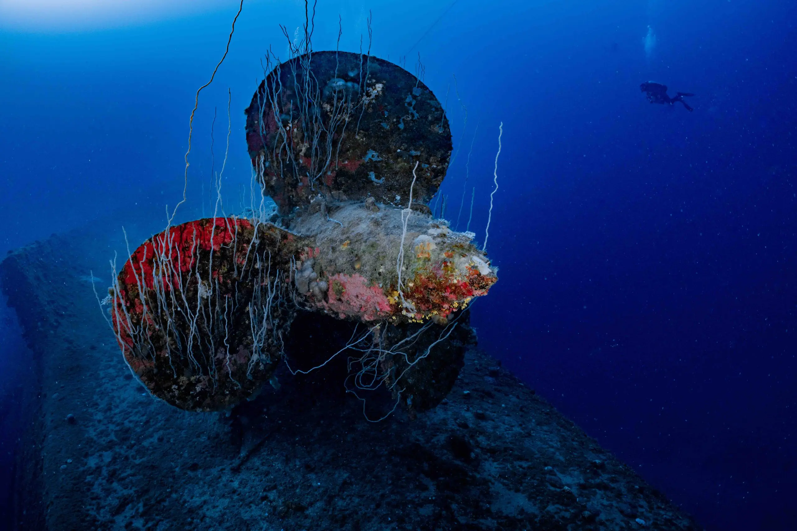 Coral Haven Project