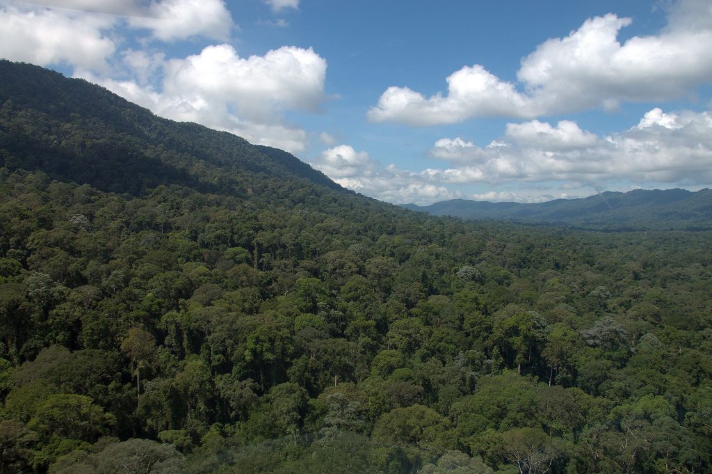 rainforest protected area