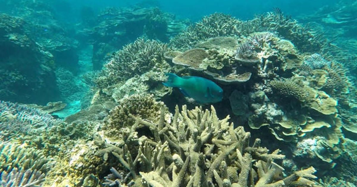 Climate Diaries on CBS News: mini-satellites help map Great Barrier Reef