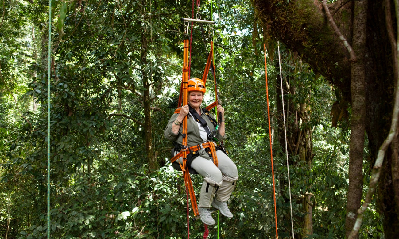 Judi Dench’s Wild Borneo Adventure review – joy, awe and orangutans