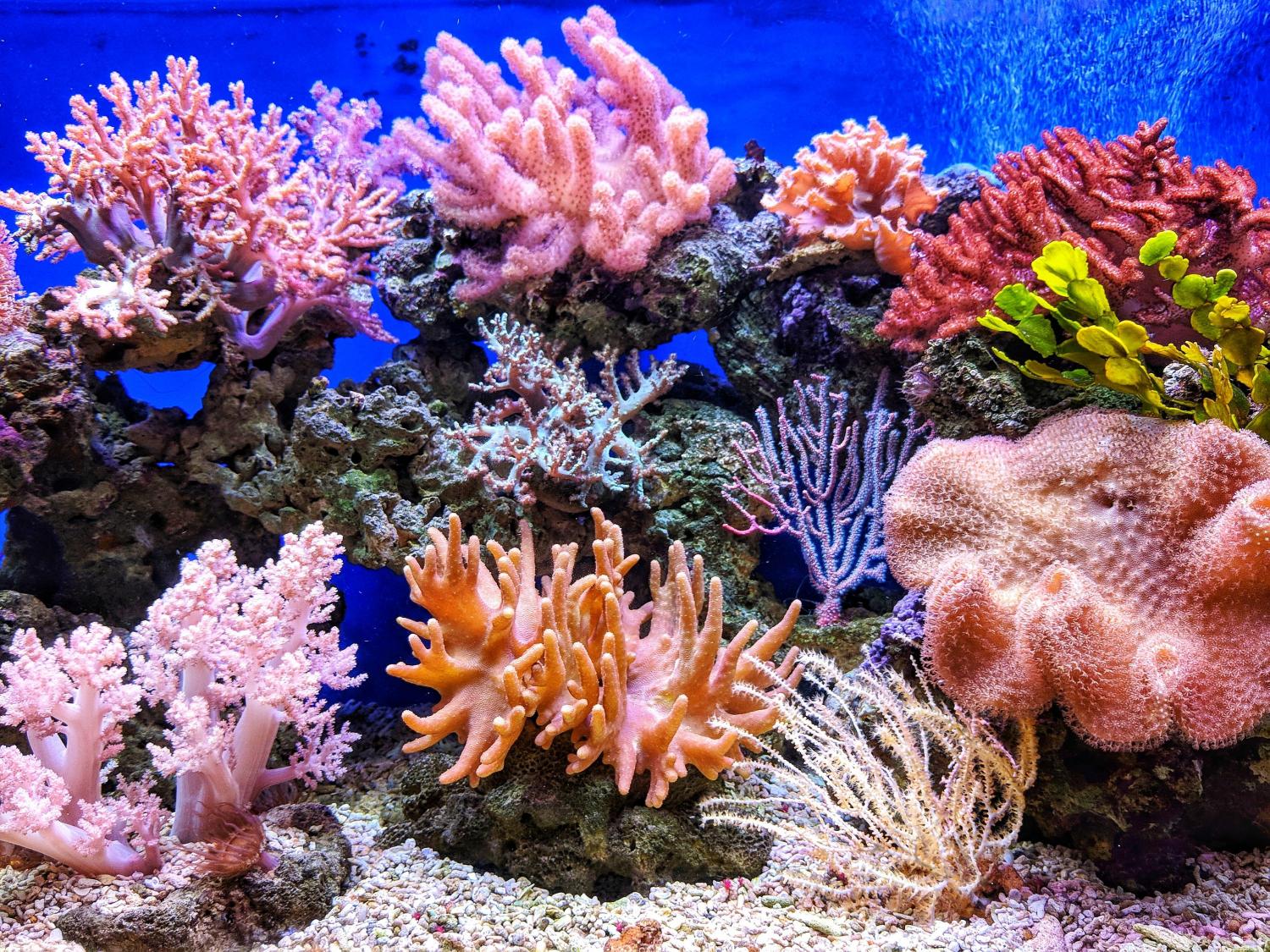 Allen Coral Atlas maps reefs to scale up coral conservation