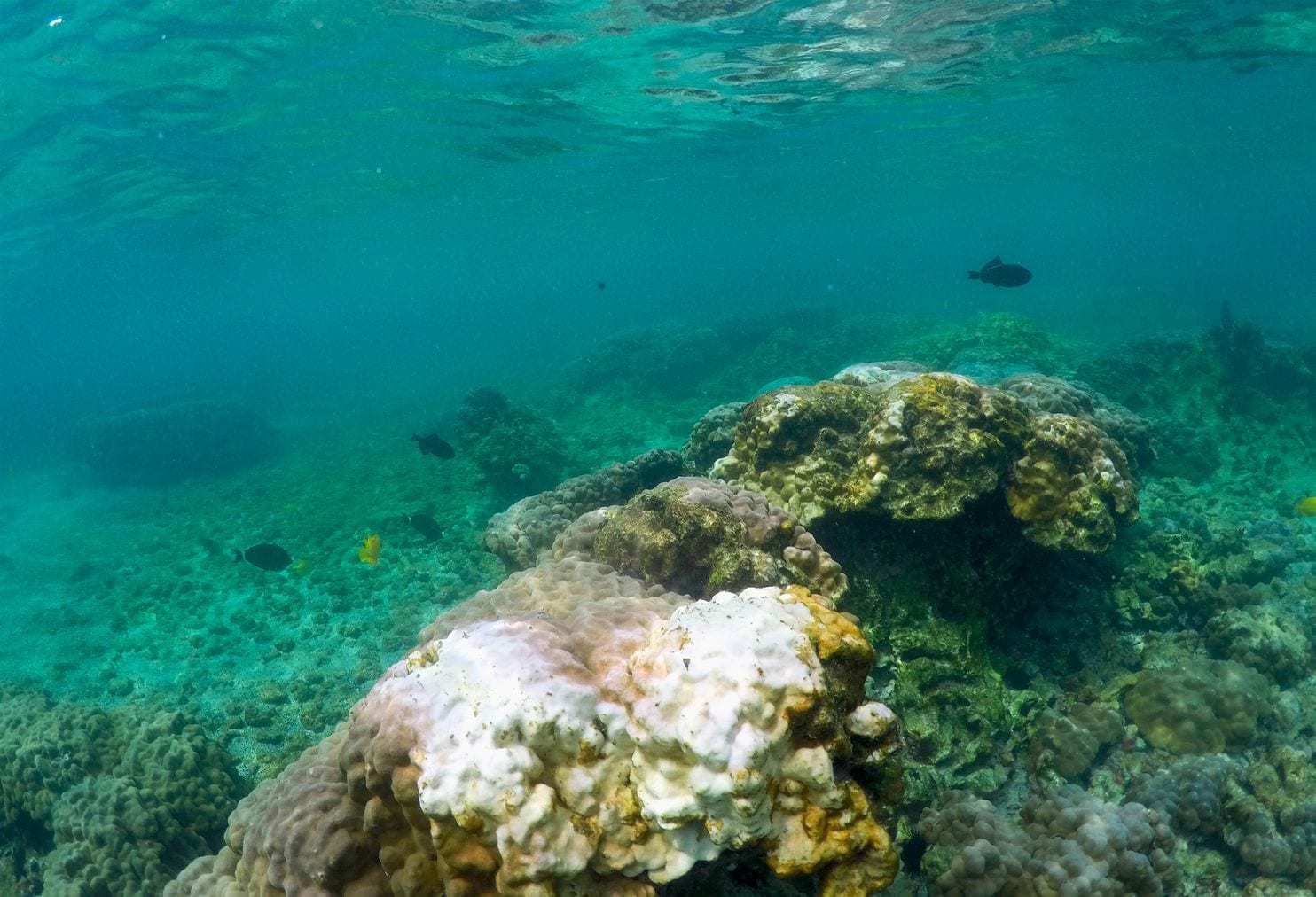 Hawaii coral show signs of stress amid record-setting heat