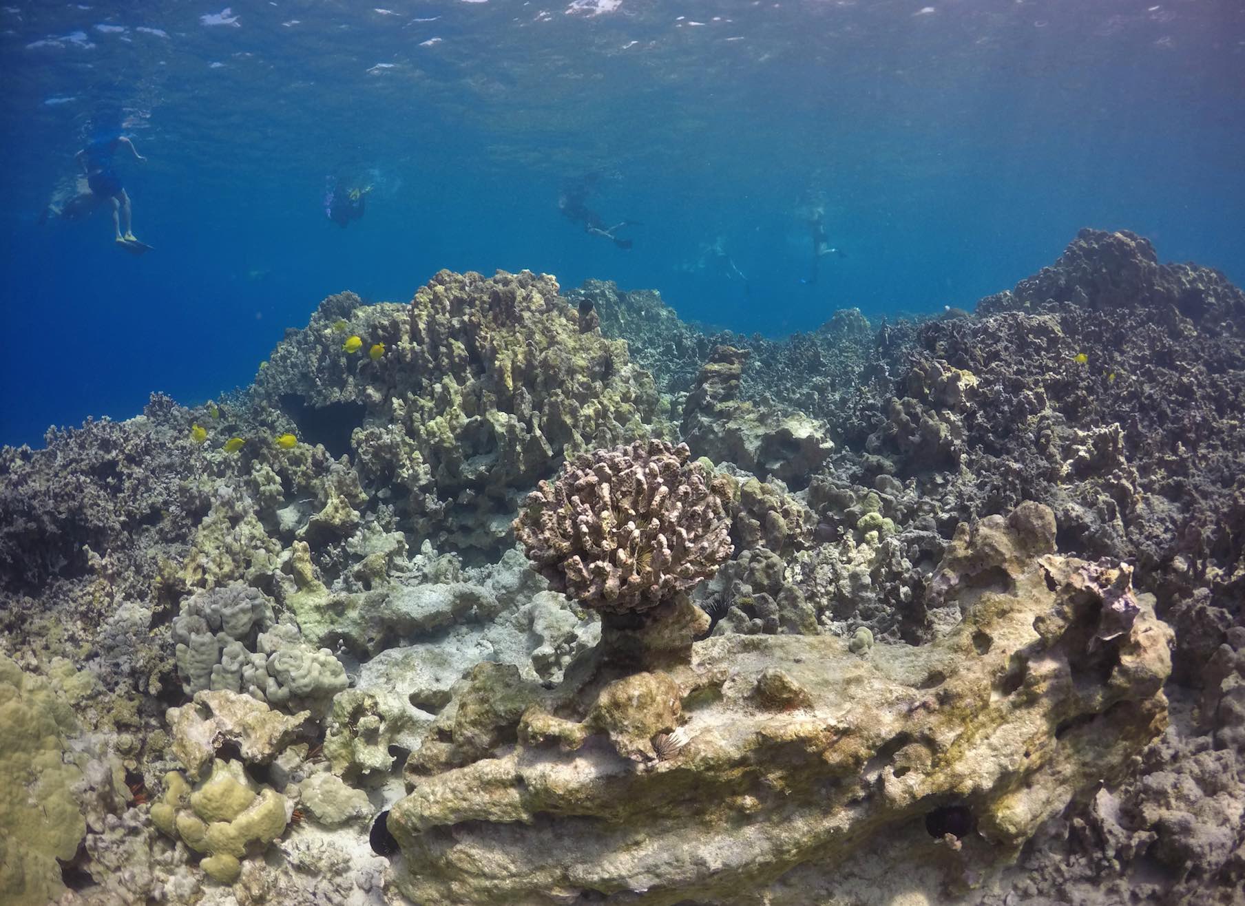 Sea temperature a critical factor in success of coral reef outplants