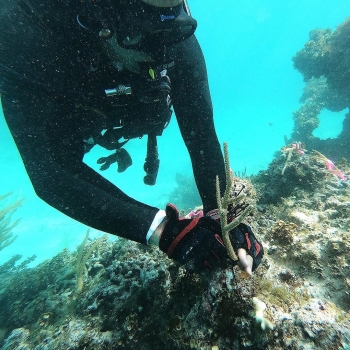 New study uses satellites and field studies to improve coral reef restoration