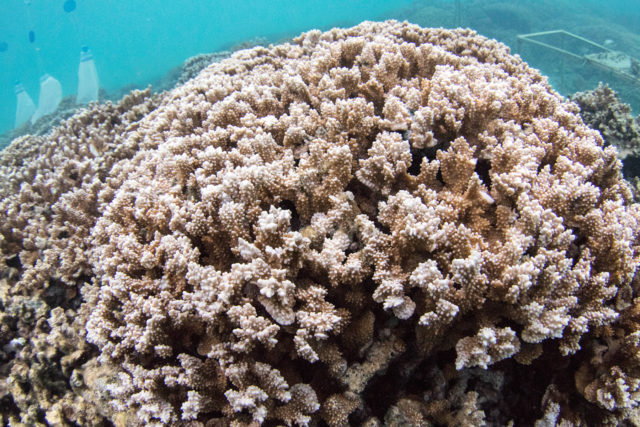 Scientists Unveil New 3D Maps In Race To Save Hawaii Coral