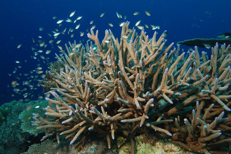 Satellite technology helping researchers monitor coral bleaching