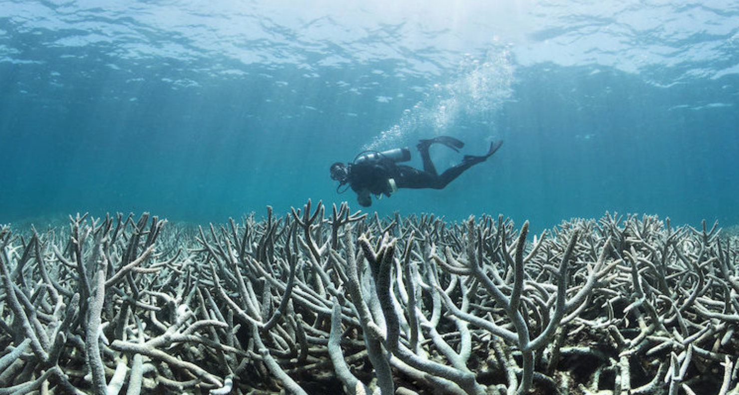 Satellites keep watch over global reef health in a world first