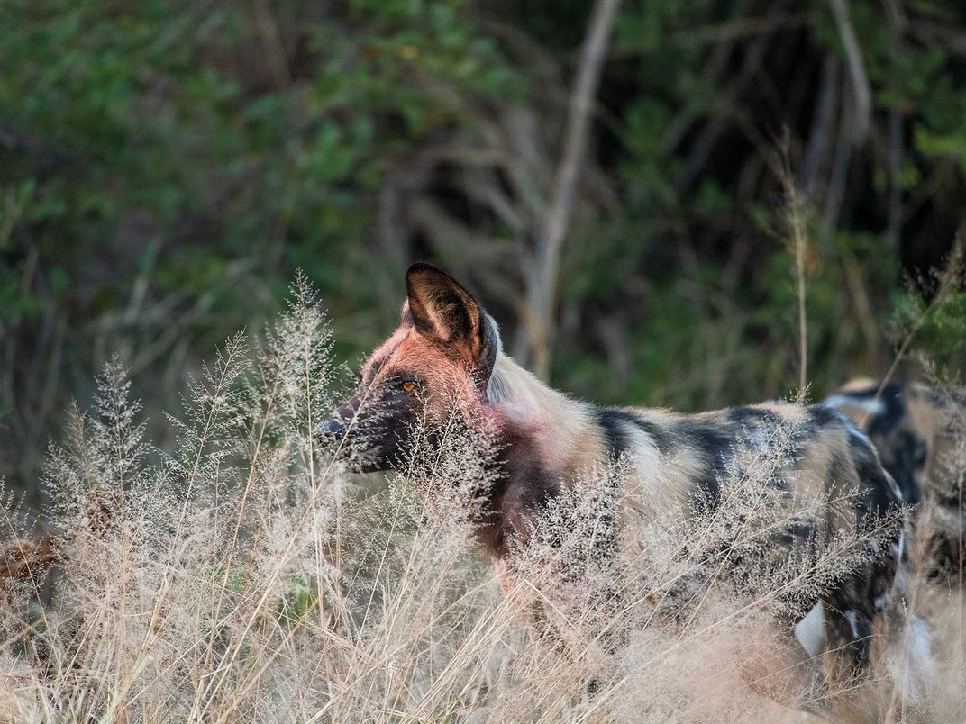 Endangered wild dogs rely on diverse habitat to survive around lions