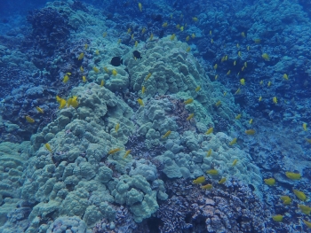 Scientists report new findings on the role that fish play in balancing coral, algae on reefs